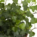 Trailing ivy in 12cm Pot
