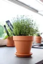 Laleh Terracotta Terracotta Plant pot (Dia)35.7cm