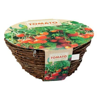 Tomato Tomato Seed