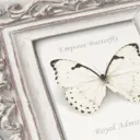 Fresco Emphoria White Butterfly Smooth Wallpaper