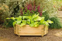 Forest Richmond Planter 360 x 1000 x 500mm Treated Timber