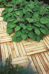 Forest Ridged Deck Tile 50 x 50cm Treated Timber (Pack of 16)