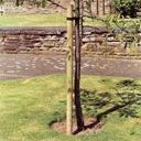 Timber Tree pole (L)1.5m (W)40mm