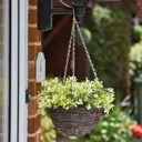 Smart Garden Petunia artificial Plastic Hanging basket, 25cm