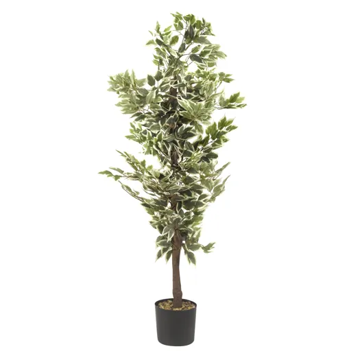 Ficus tree Decorative plant