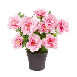 Pink Begonia Decorative plant