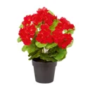 Red Geranium Decorative plant