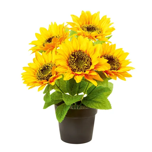 Yellow Sunflower Decorative plant