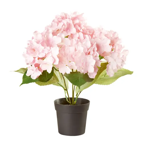 Pink Hydrangea Decorative plant
