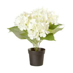 White Hydrangea Decorative plant