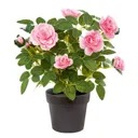 Pink Rose Decorative plant