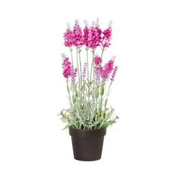 Purple Lavender Decorative plant
