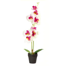White Orchid Decorative plant