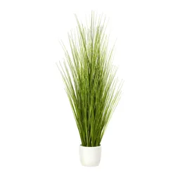 Grass Decorative plant