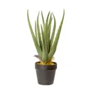 Aloe Decorative plant