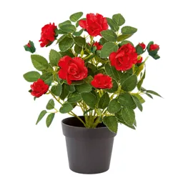Red Rose Decorative plant
