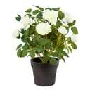 White Rose Decorative plant