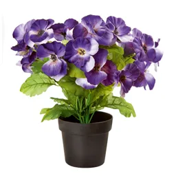 Blue Pansy Decorative plant
