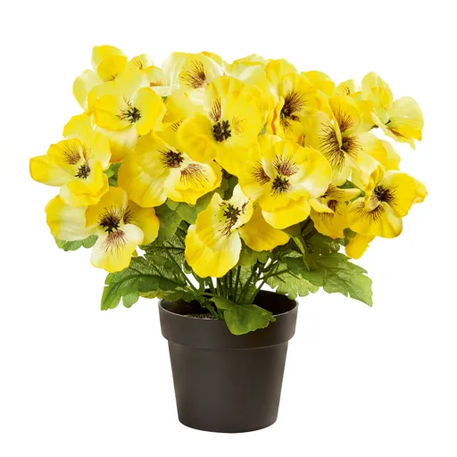 Yellow Pansy Decorative plant