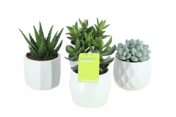 Assorted Succulent in 8,5cm White Geometric Ceramic Decorative pot