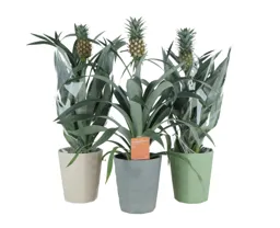 Pineapple plant in 12cm Assorted Ceramic Decorative pot