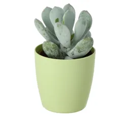 Assorted Cactus/succulent Assorted Ceramic Decorative pot
